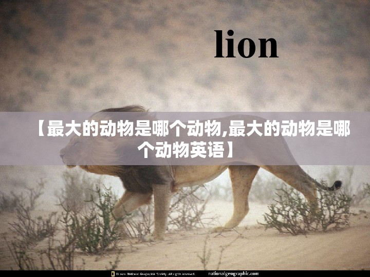【最大的动物是哪个动物,最大的动物是哪个动物英语】
