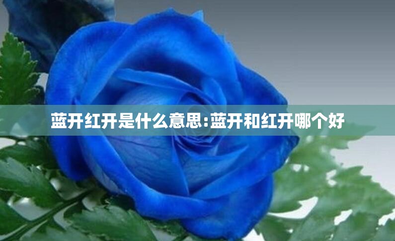 蓝开红开是什么意思:蓝开和红开哪个好