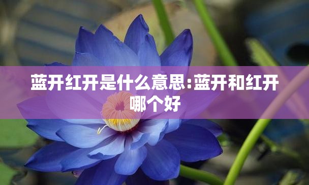 蓝开红开是什么意思:蓝开和红开哪个好