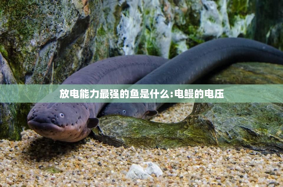 放电能力最强的鱼是什么:电鳗的电压