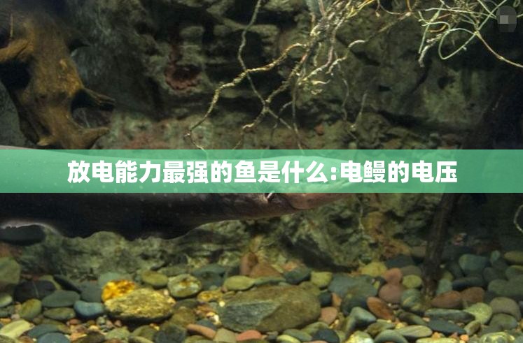 放电能力最强的鱼是什么:电鳗的电压