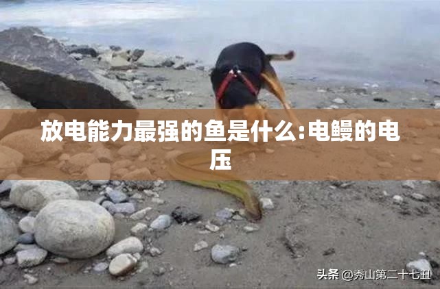 放电能力最强的鱼是什么:电鳗的电压