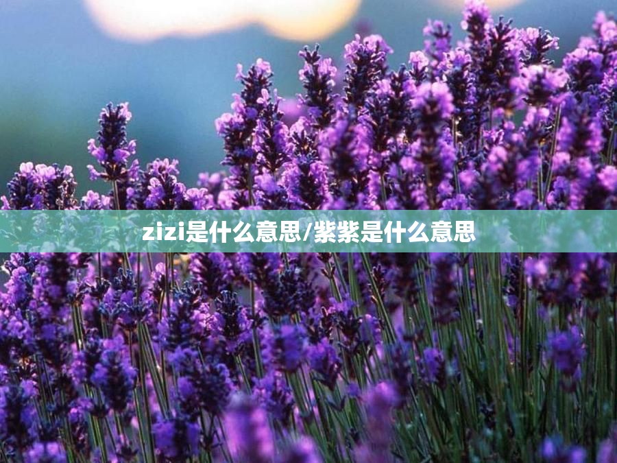 zizi是什么意思/紫紫是什么意思