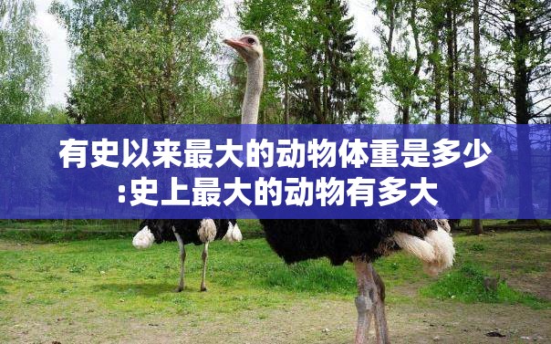 有史以来最大的动物体重是多少:史上最大的动物有多大