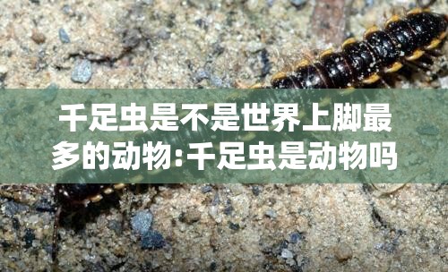 千足虫是不是世界上脚最多的动物:千足虫是动物吗