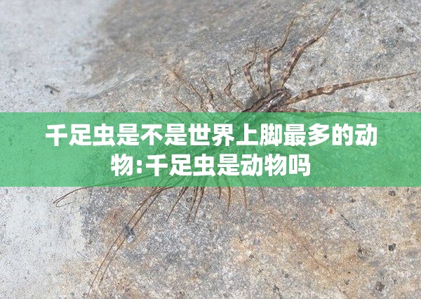 千足虫是不是世界上脚最多的动物:千足虫是动物吗