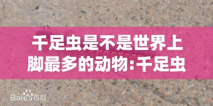 千足虫是不是世界上脚最多的动物:千足虫是动物吗