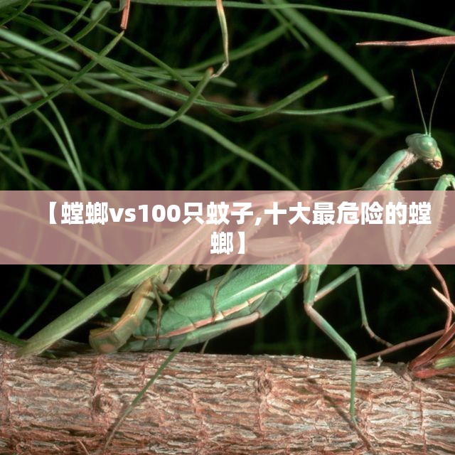 【螳螂vs100只蚊子,十大最危险的螳螂】