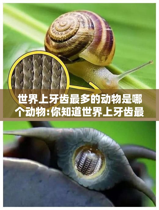 世界上牙齿最多的动物是哪个动物:你知道世界上牙齿最多的动物是什么