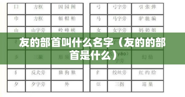 友的部首叫什么名字（友的的部首是什么）