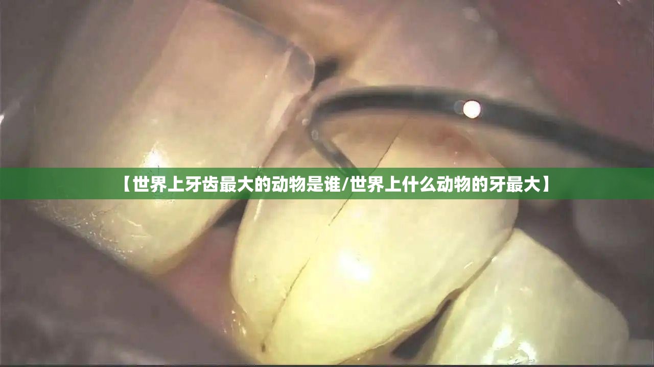 【世界上牙齿最大的动物是谁/世界上什么动物的牙最大】