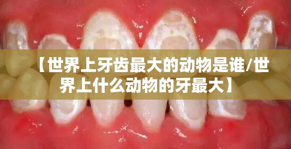 【世界上牙齿最大的动物是谁/世界上什么动物的牙最大】