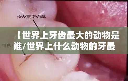 【世界上牙齿最大的动物是谁/世界上什么动物的牙最大】