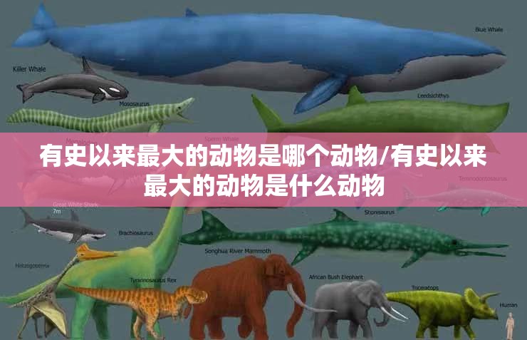 有史以来最大的动物是哪个动物/有史以来最大的动物是什么动物