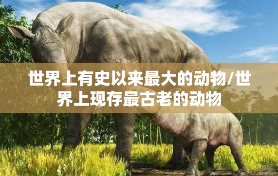世界上有史以来最大的动物/世界上现存最古老的动物
