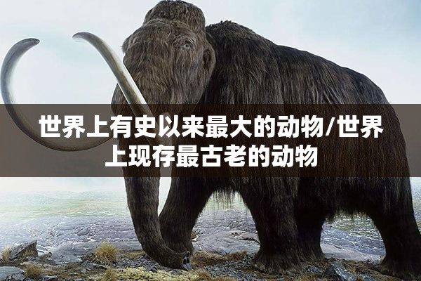 世界上有史以来最大的动物/世界上现存最古老的动物