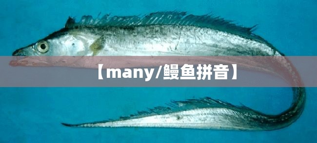【many/鳗鱼拼音】