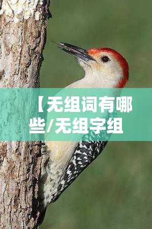 【无组词有哪些/无组字组词】