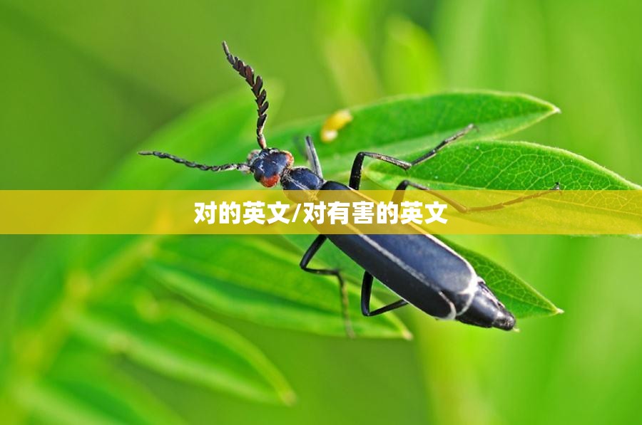 对的英文/对有害的英文